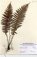 藏品(耳形瘤足蕨)的圖片